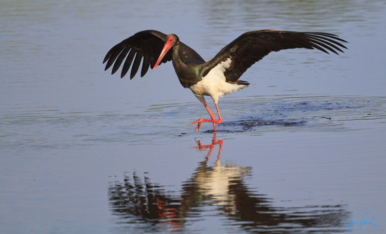 CICONIA NEGRA